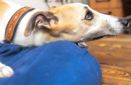 Foto von: Therapiehund Loui